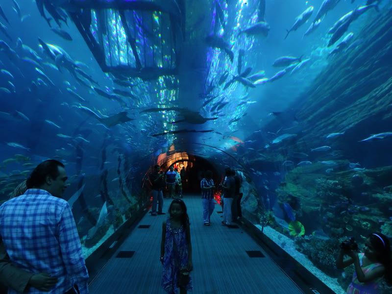 Największe atrakcje oceanarium