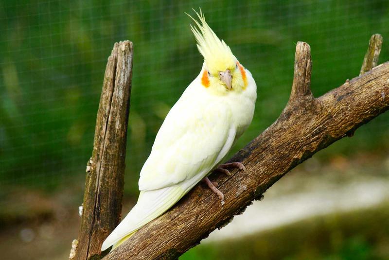 Naturalna dieta papug