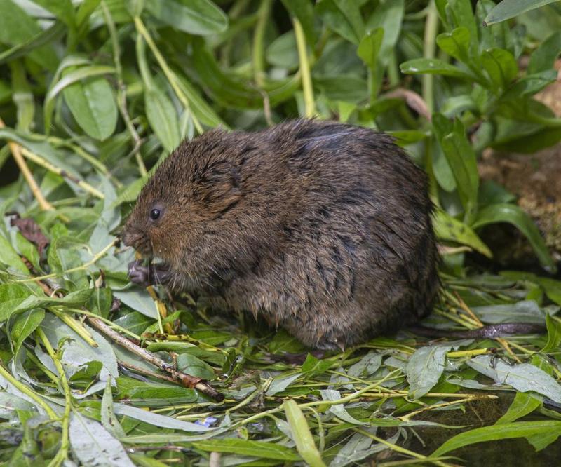 Nawyki żywieniowe karczownika