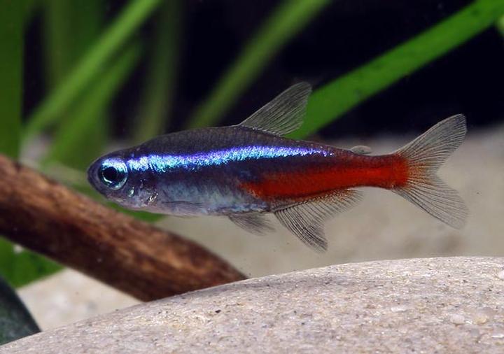 Obsada akwarium towarzyskiego