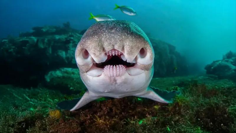 Oceanarium Gdynia atrakcje