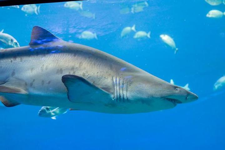 Oceanarium na Majorce przewodnik