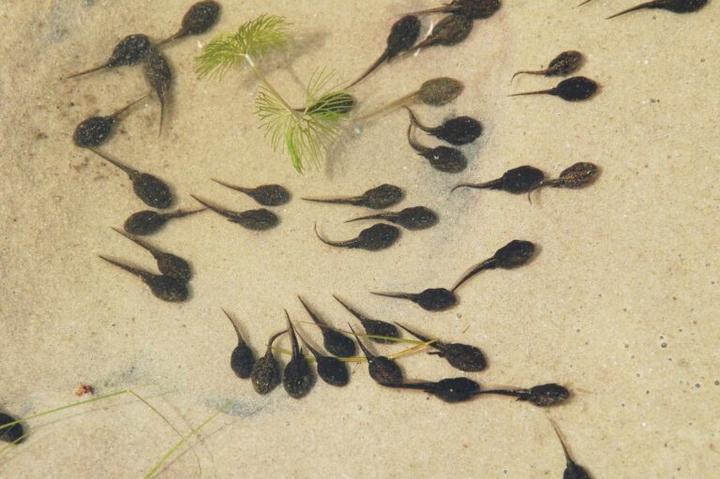 Odżywianie kijanek w środowisku wodnym