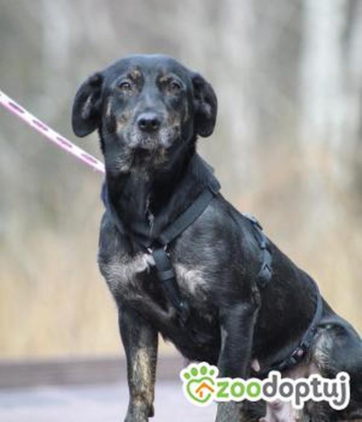 Opieka nad potomstwem mrówek