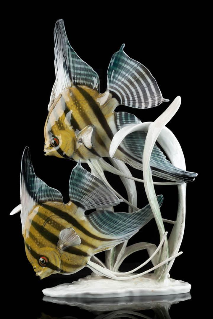 Optymalne warunki akwariowe skalarów