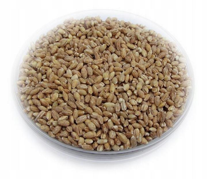 Pęczak jako przynęta