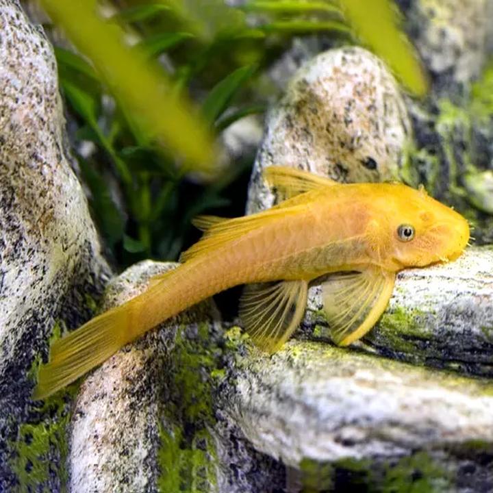 Pielęgnacja i zdrowie glonojadów zbrojników