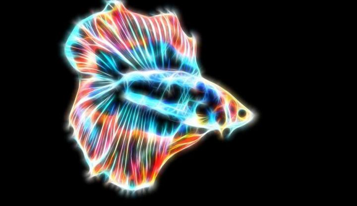 Pielęgnacja rybek w kuli