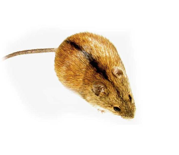 Pokarm i zwyczaje żywieniowe myszy polnej