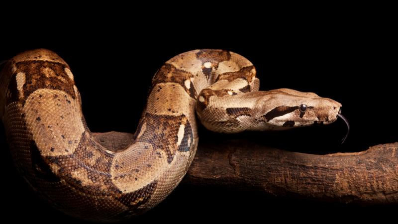 Polowanie boa dusiciela