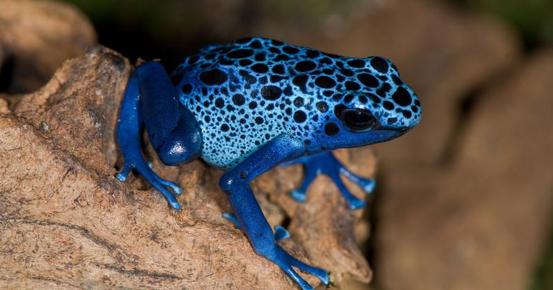 Polowanie żab na owady