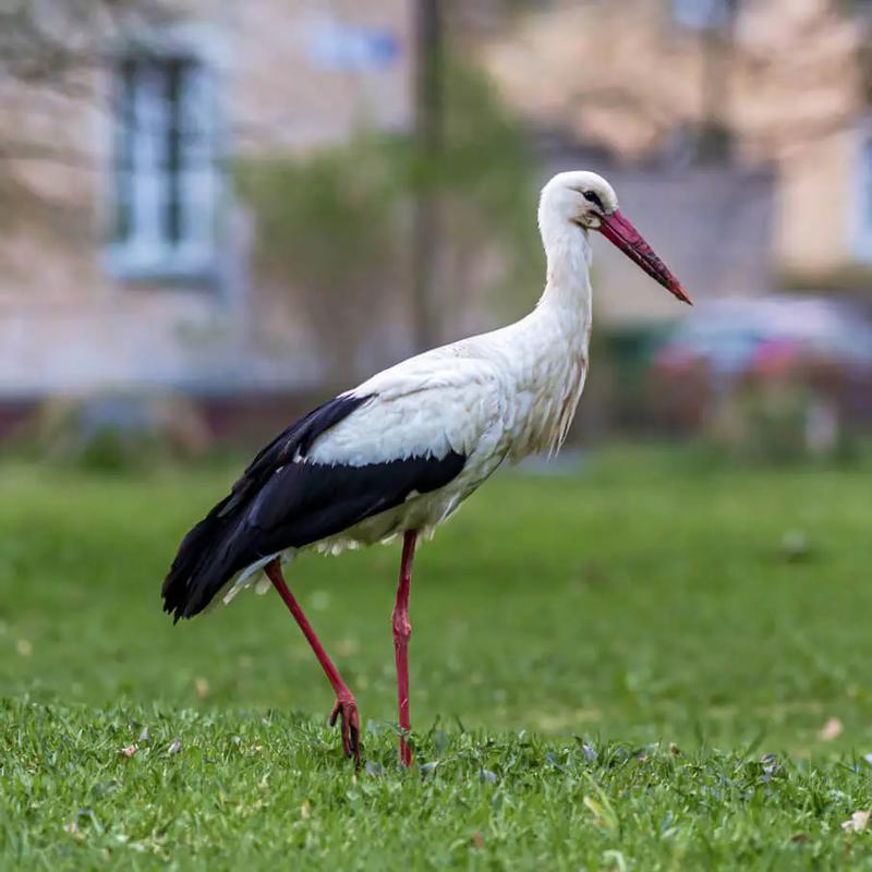 Pożywienie i zwyczaje żywieniowe bociana