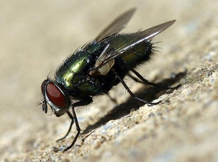 Preferencje pokarmowe much