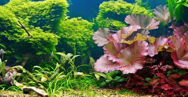 Przewodnik sadzenia roślin w akwarium