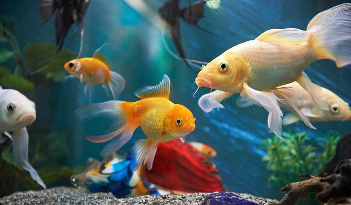 Przyczyny śmierci ryb w akwarium