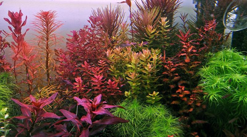 Rośliny akwariowe na korzeniach i skałach