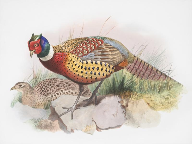 Rośliny i nasiona dla bażantów