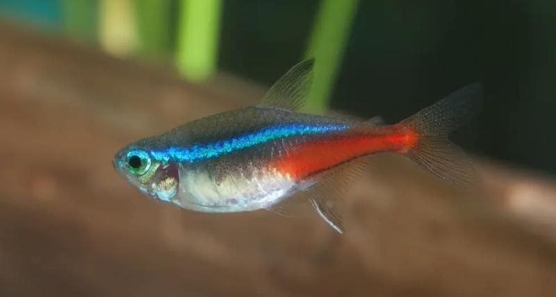 Rozmnażanie i biologia rozrodu neonów