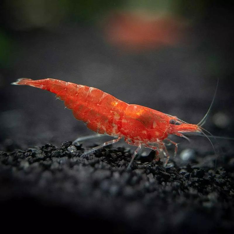 Rozmnażanie krewetek red cherry w akwarium