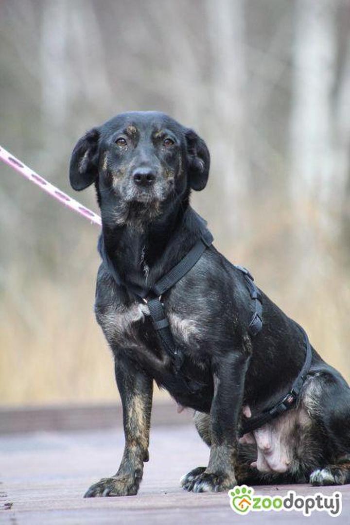 Rozmnażanie mrówek