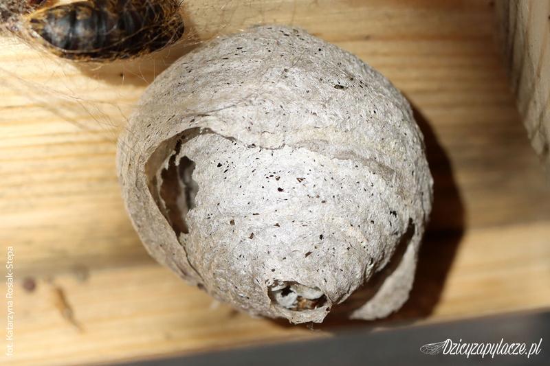 Rozmnażanie os i rola królowej