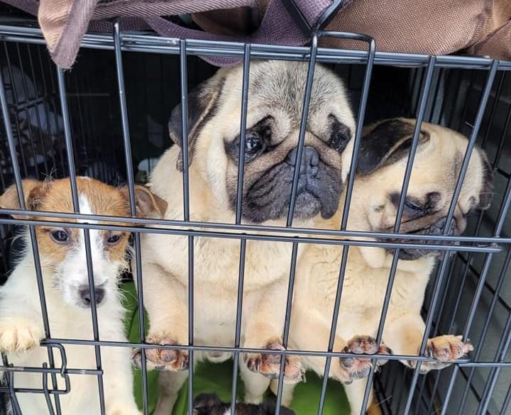 Rozmnażanie psów w hodowli