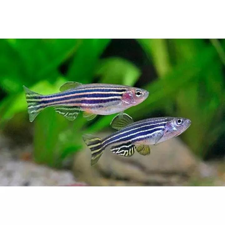 Rozmnażanie rybek danio