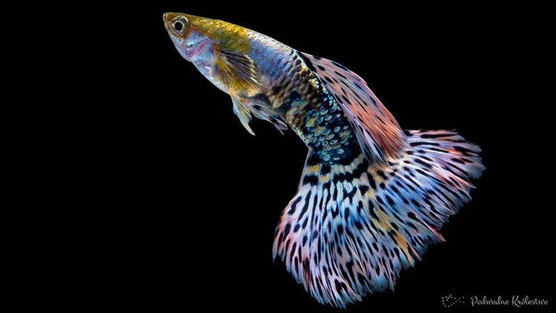 Różnorodność kolorów gupików