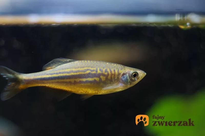 Rozpoznawanie płci danio