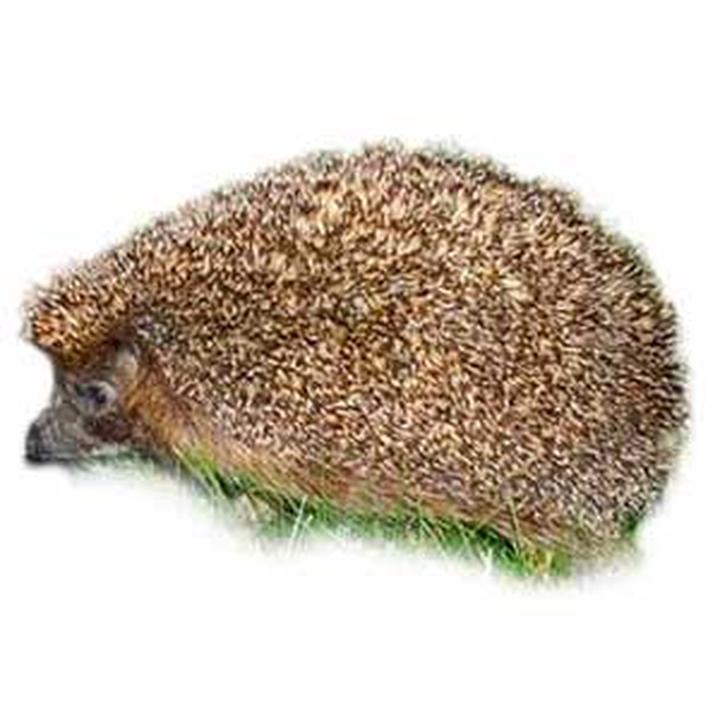 Rozwój i wychowanie młodych jeży