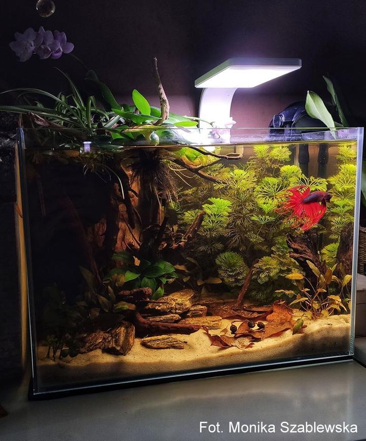 Rybki towarzyszące bojownikowi