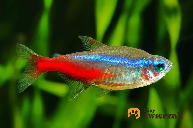 Ryby do akwarium z neonami