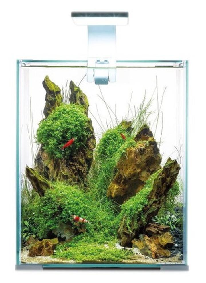 Ryby stanowiące zagrożenie dla krewetek