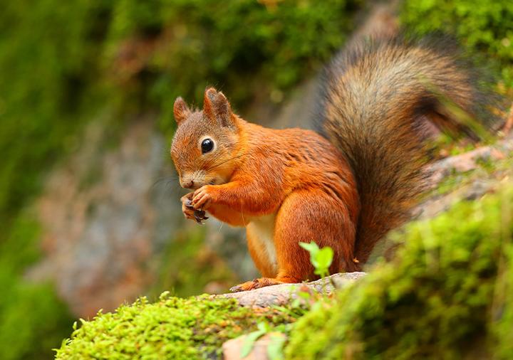 Rytuały godowe wiewiórek