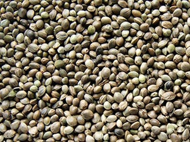 Sklepy wędkarskie z konopiami