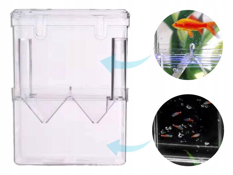 Środowisko wodne a poród gupików