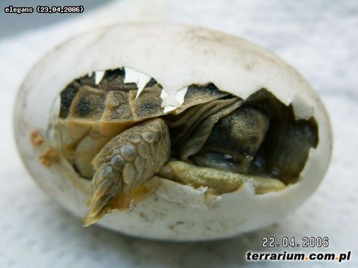 Strategie prokreacji żółwi