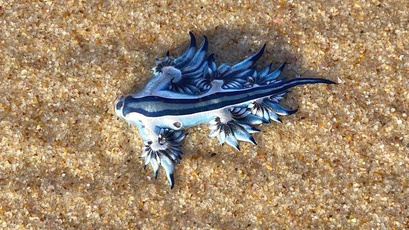 Strategie reprodukcyjne w zmiennym środowisku