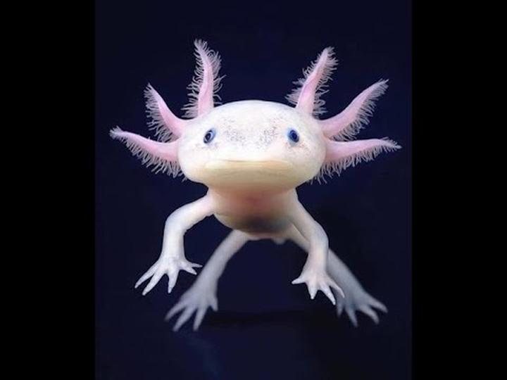 Suplementy dla aksolotla