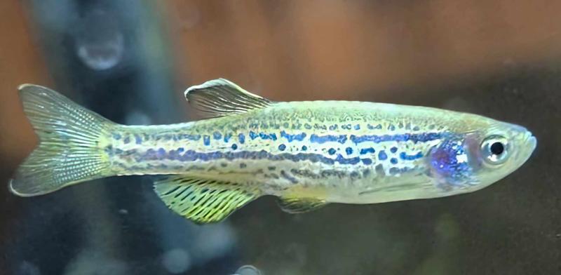 Tarło danio w akwarium