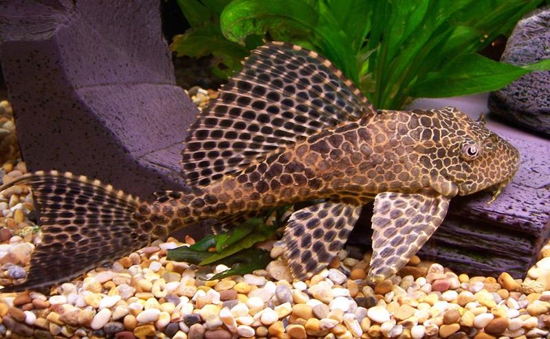 Techniki akwarystyczne rozmnażanie