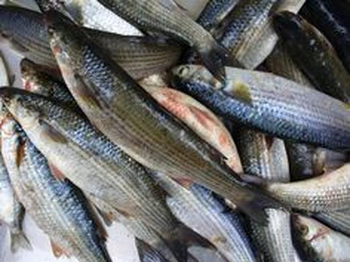 Techniki połowu cefala