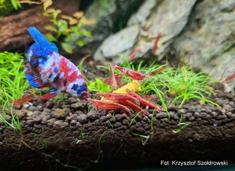 Towarzystwo dla krewetek w akwarium