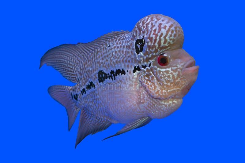 Wędkarskie hasła krzyżówkowe