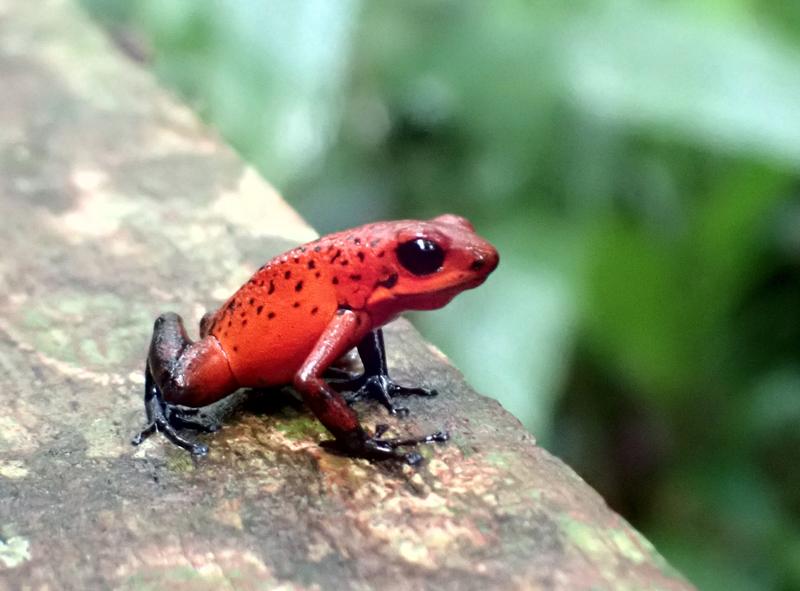 Wpływ diety na przetrwanie kijanek