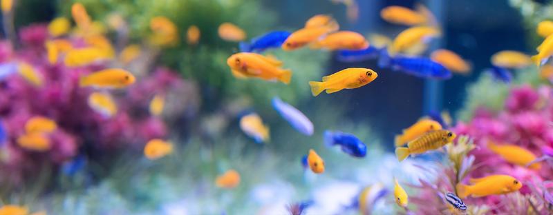 Wybór kuli akwariowej