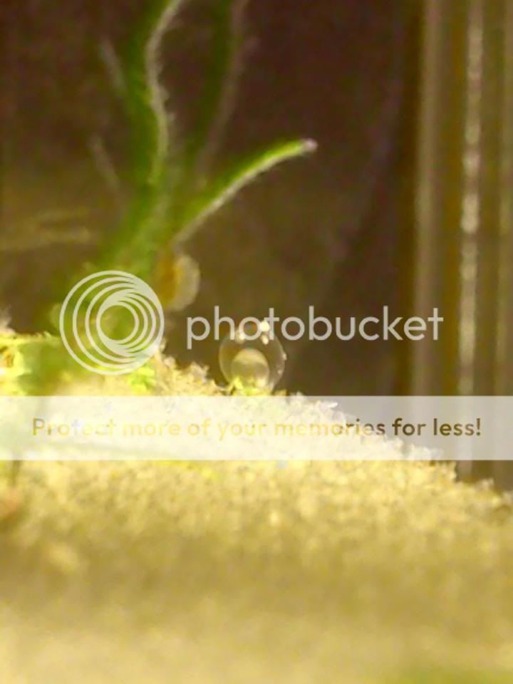 Wymagania środowiskowe danio