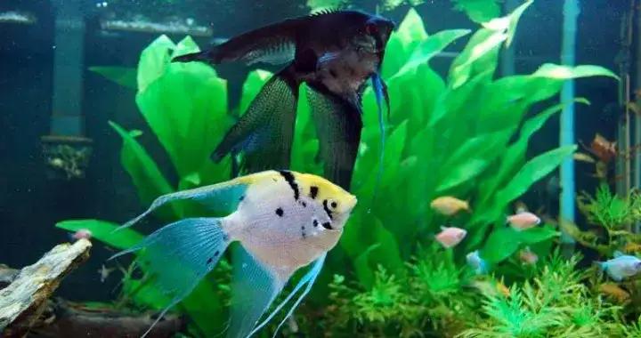 Zapobieganie agresji w akwarium