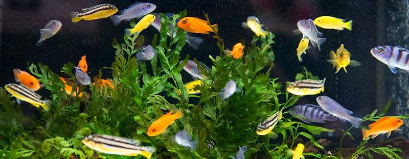 Zbilansowana dieta ryb