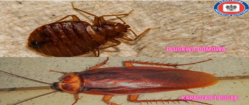 Zwyczaje i biologia pluskiew